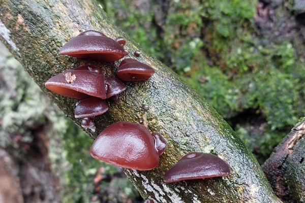 auricularia-auricula-judae-copiaC52B55EF-8099-718F-F259-A3CAB7707576.jpg