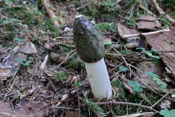 phallus-impidicus-copia9234EEBF-001F-8054-6758-F1CA0B5AC6C0.jpg