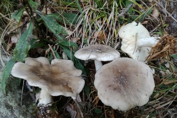 clitocybe-nebularis-001-copiaF3AC9036-C44D-EAE9-78A3-243F932EF12A.jpg