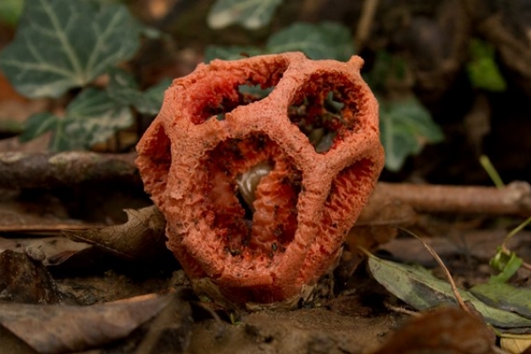 clathrus-ruber-copiaDFAA8877-9339-A473-FCFA-7BF0B9DFD6A1.jpg