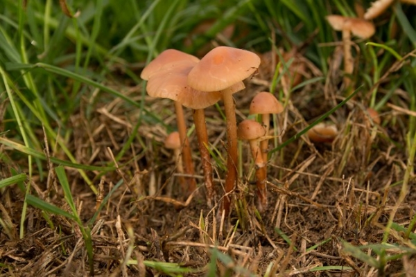 marasmius-oreades-copiaF52B3110-A409-8E5A-83F7-DA7AC58E074A.jpg