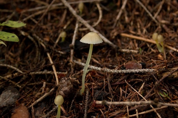 mycena-epipterygia-copia21C07682-1464-941B-E57F-ED2039537CBB.jpg