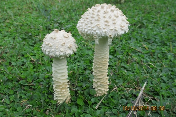 bo-amanita-vittadini-copia530A91C6-5F5E-A1CA-B1A6-FDD4E295FDFB.jpg